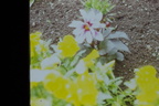 IMAG0017